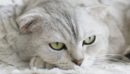网站是否可以通过远昔VIP导航和技术导航自动收录并提升排名?